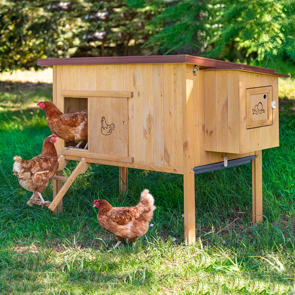 HEN HOUSE 30 - Image 4